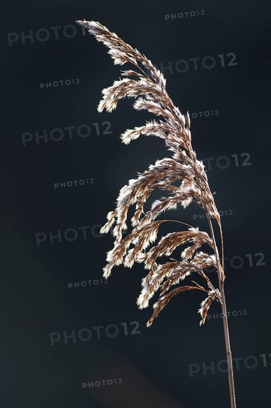 Common common reed