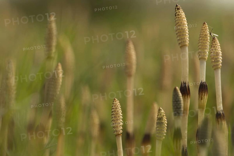 Field Horsetail