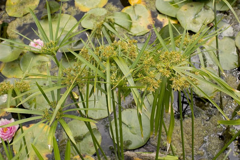 Flowering Green galingale