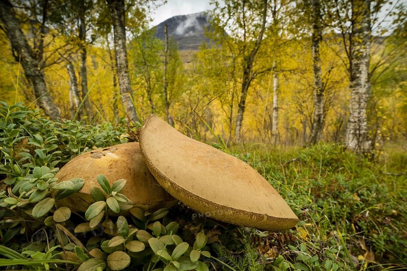 Boletus scaber