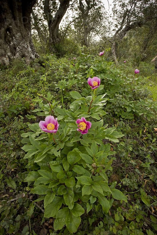 Flowering Western Peony