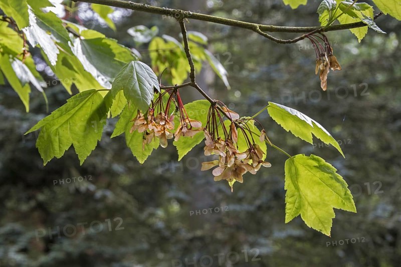 Leaf and fruit of Red Maple