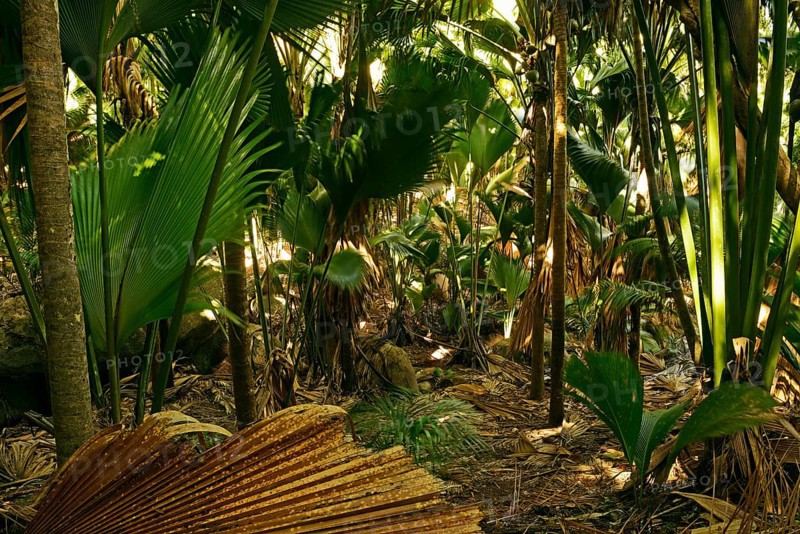 Vegetation in Vallee de Mai National Park