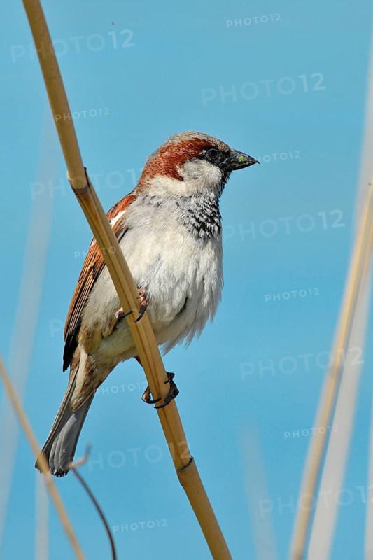 House sparrow