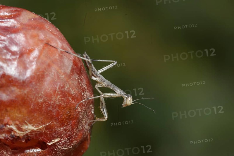 Praying mantis