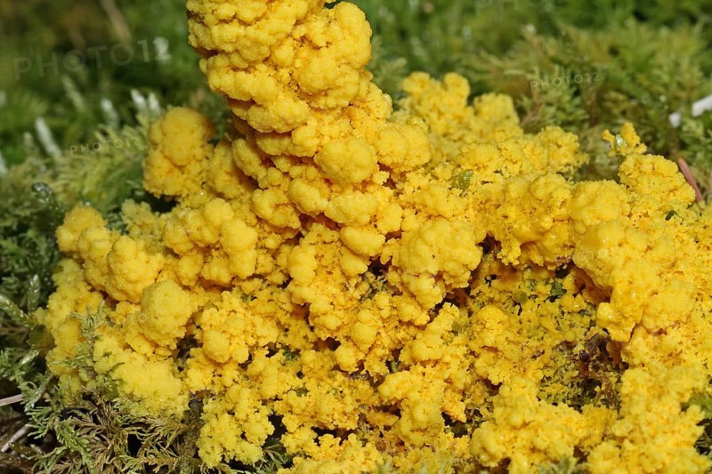 Yellow tan