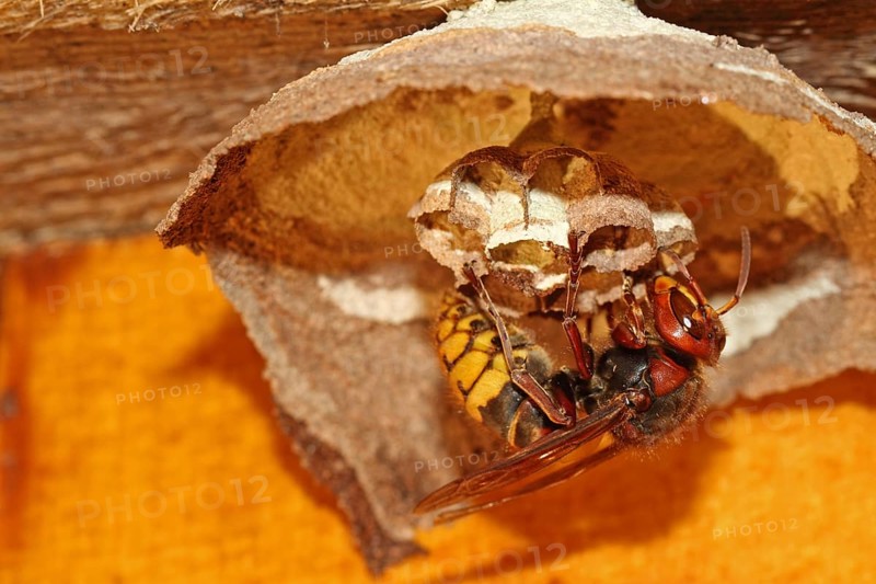 Hornet