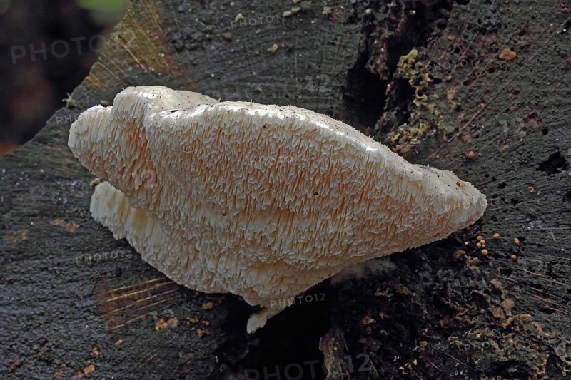 Thick-spined sponge porling
