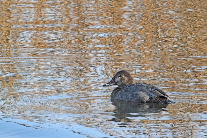 Pochard