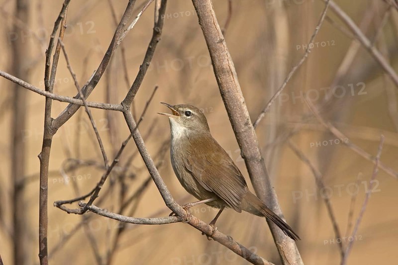 Cetti's Warbler