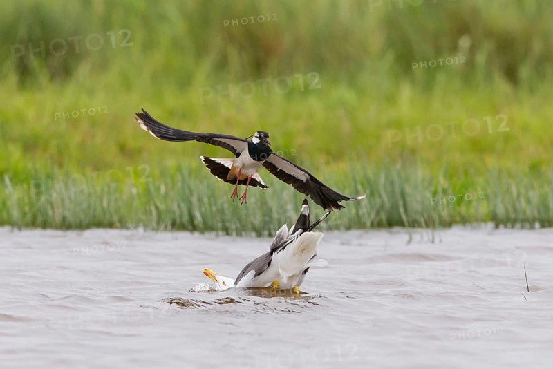 Northern Lapwing