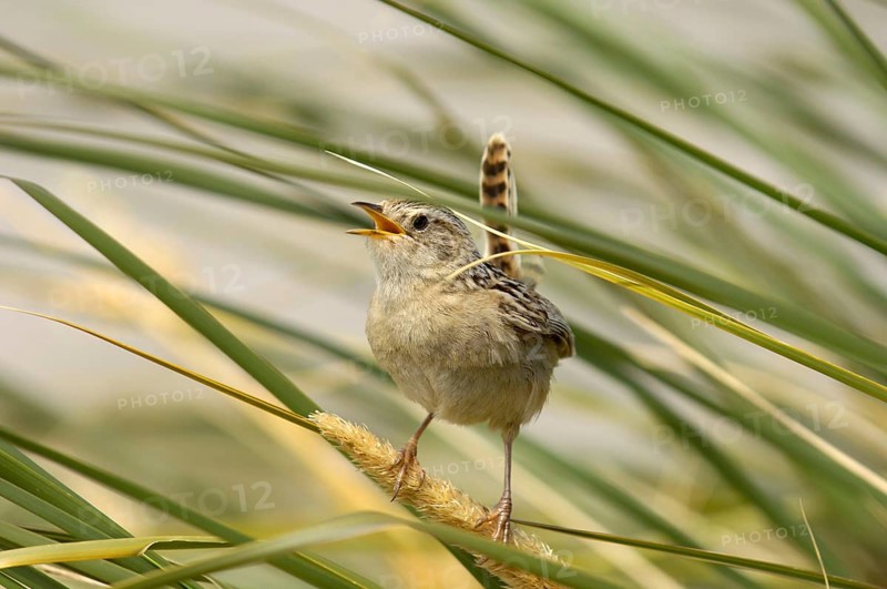 Falkland Sedge Wren