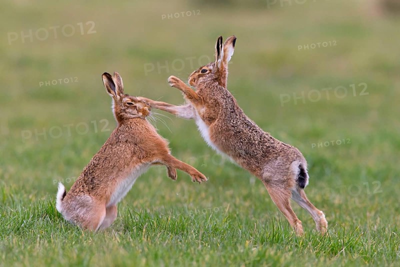 European Hare