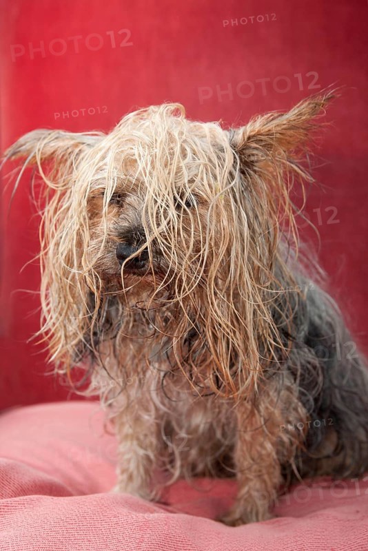 Domestic dog