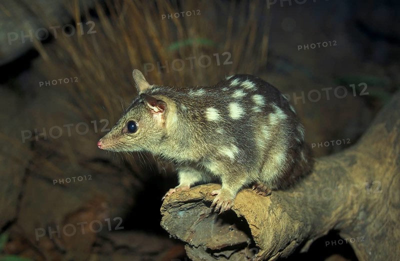Pygmy pouch marten
