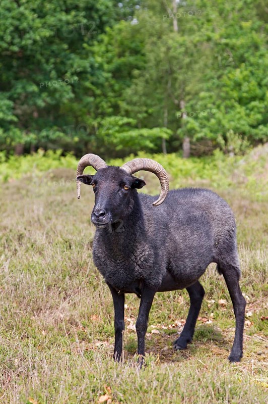 Domestic Sheep