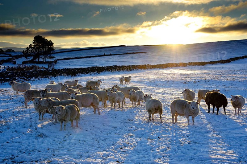 Domestic sheep