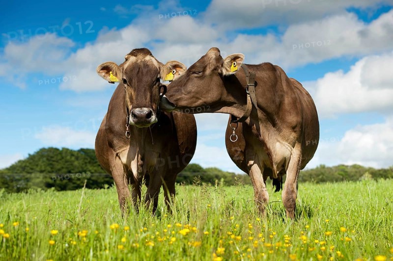 Domestic cattle