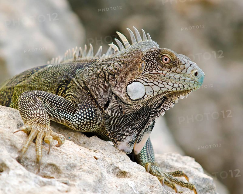Green iguana
