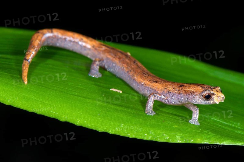 Adult Nauta mushroom tongue salamander