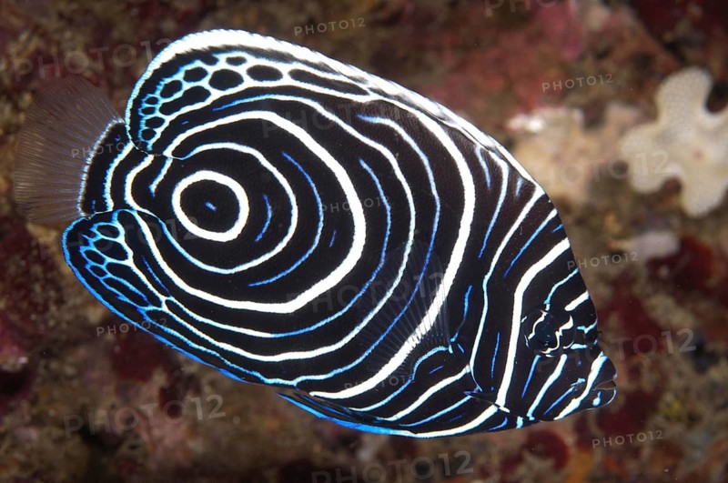 Emperor Angelfish