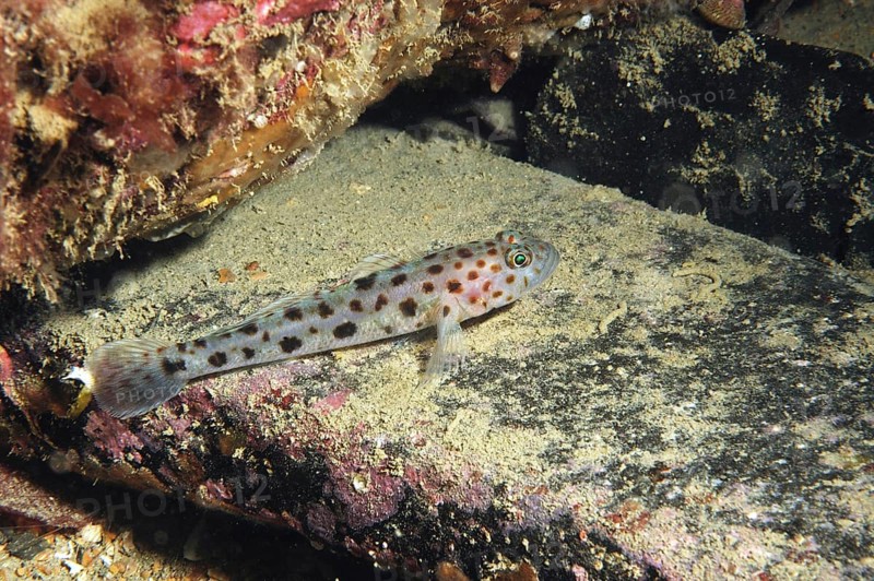 Leopard-spotted Goby