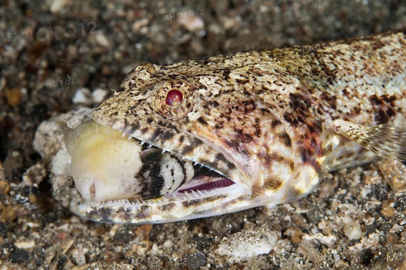 Adult baldhead lizardfish