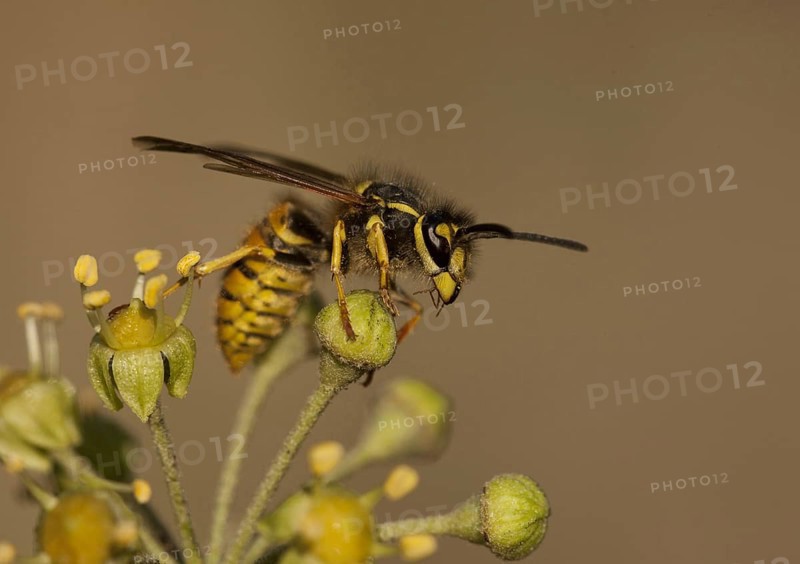 Common Wasp