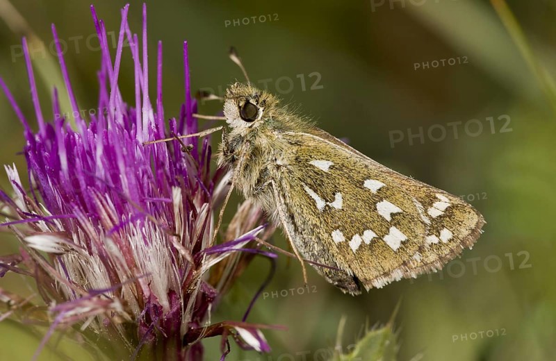 Silver-spotted Skipper