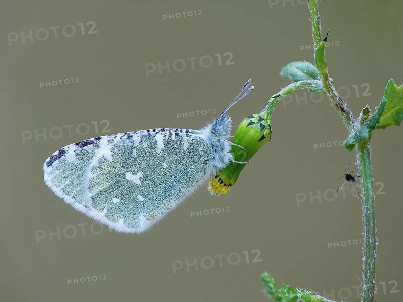 Adult Portuguese umbellifer