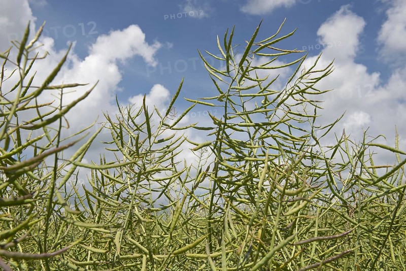 Oilseed rape or canola