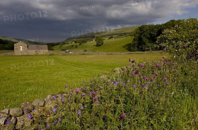 Flowering Melancholy Thistle