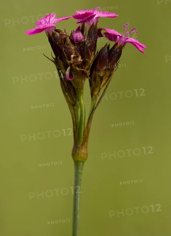 Wood pink