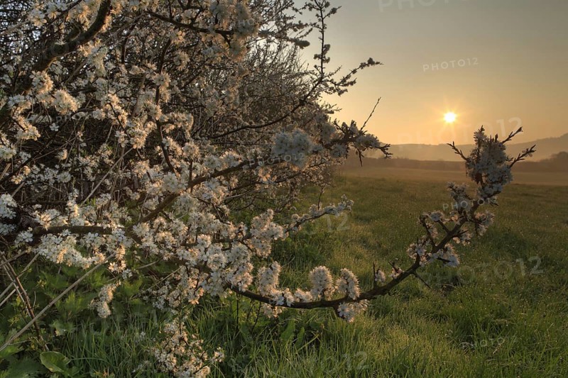 Flowering blackthorn