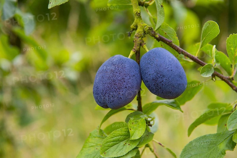 Prunus x domestica