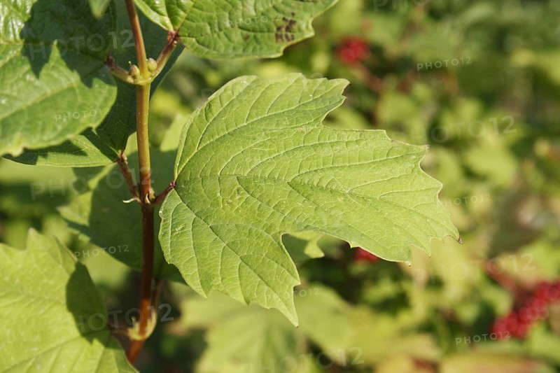 Guelder rose