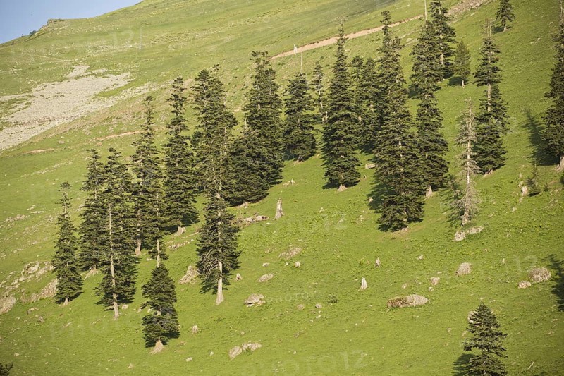 Caucasian Spruce