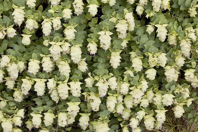 Wild Marjoram