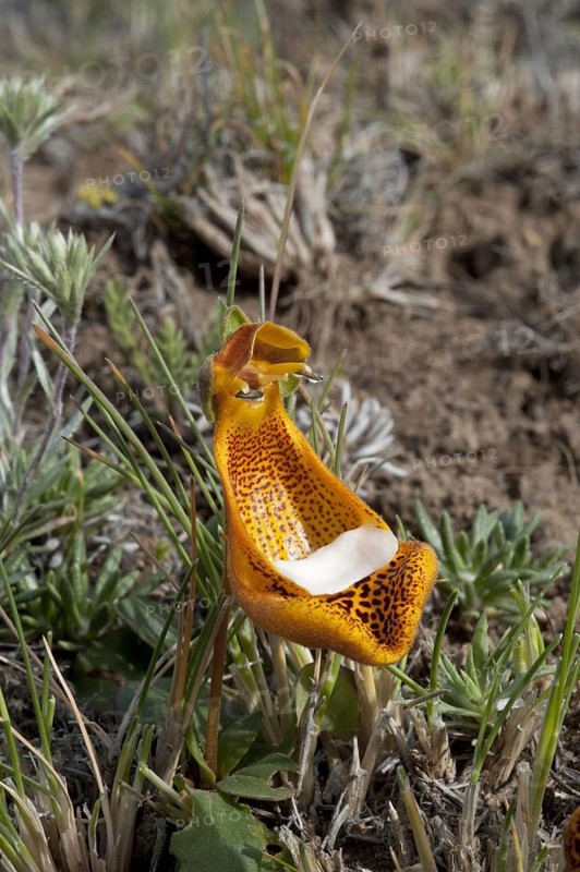 Flowering Sand Lady's Slipper
