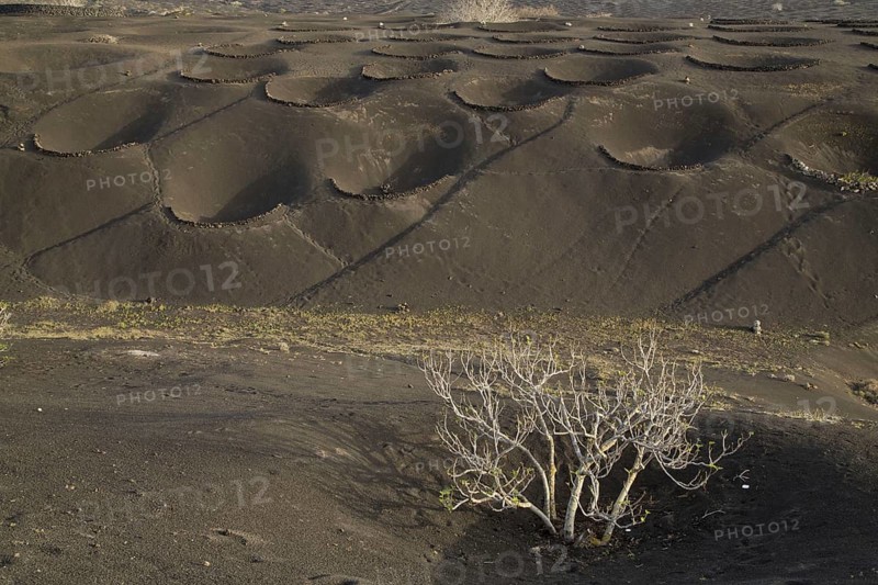 Semi-circular walls to protect vines growing on volcanic cinders