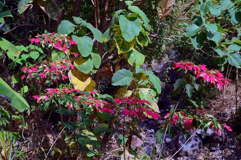 Wild poinsettia