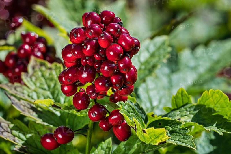 Eurasian Baneberry