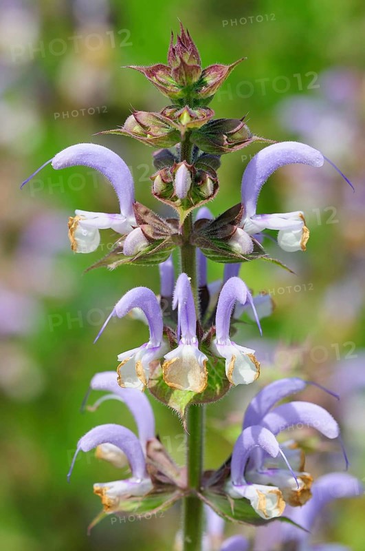 Clary sage