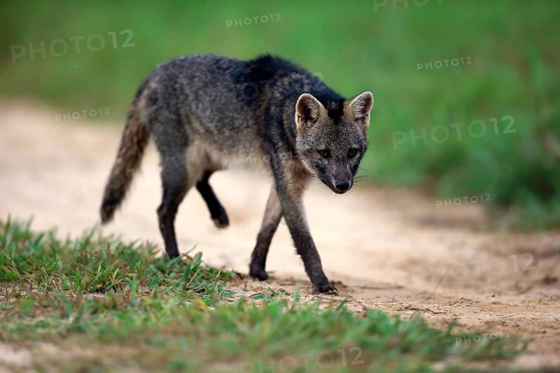 Crab-Eating Fox