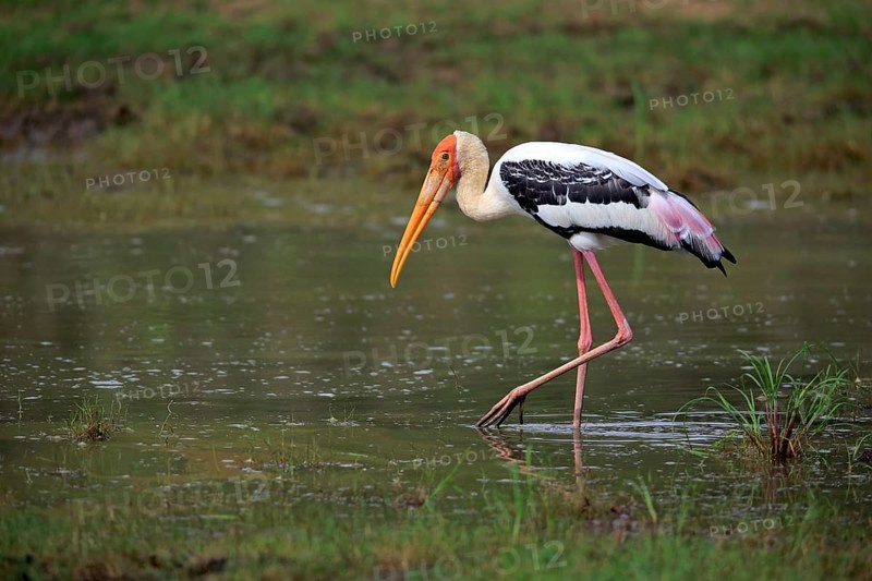 Painted stork