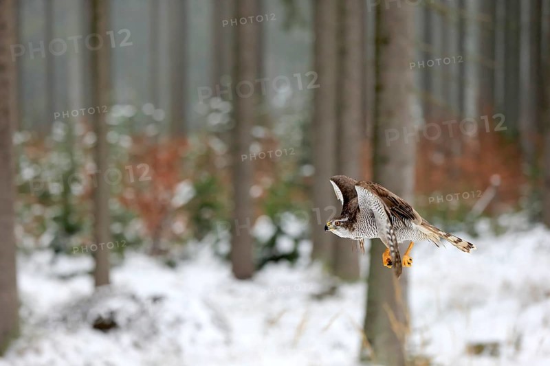 Northern goshawk