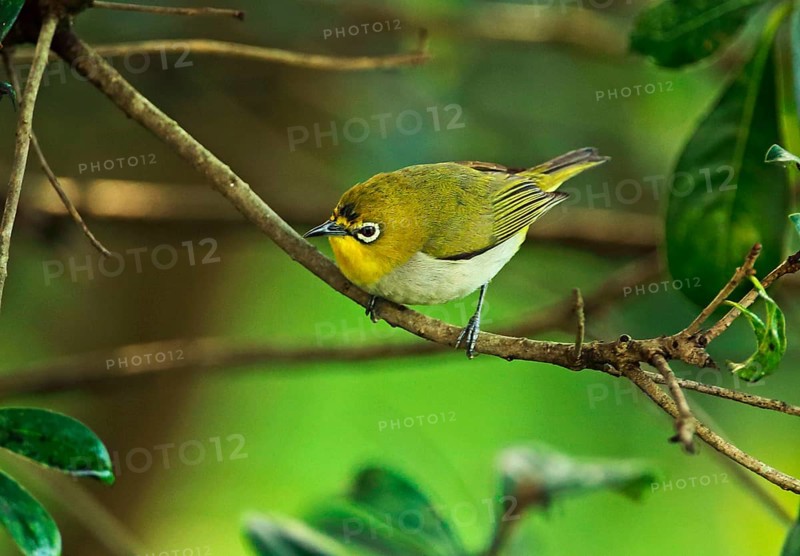 Japanese White-eye
