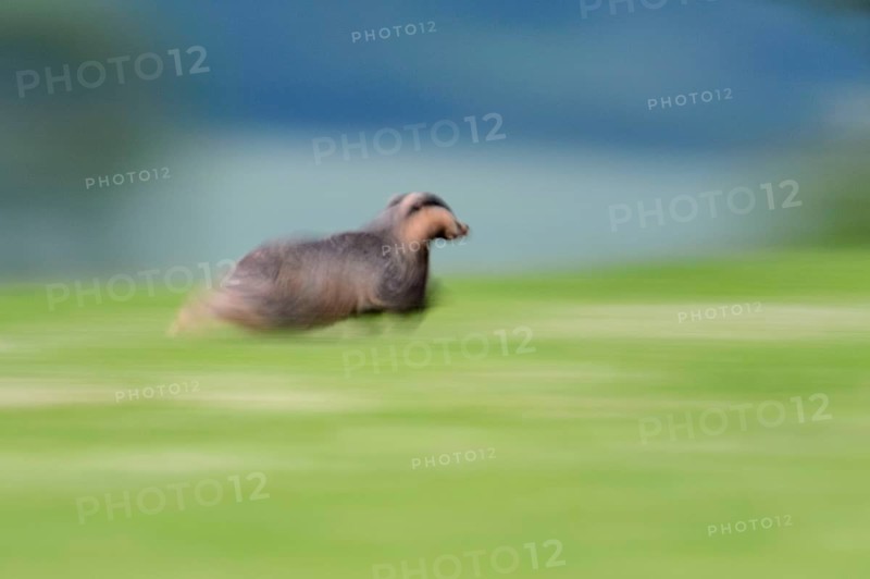 Eurasian Badger