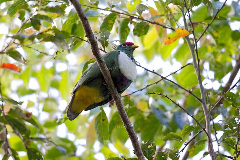 White-bibbed Fruit-dove