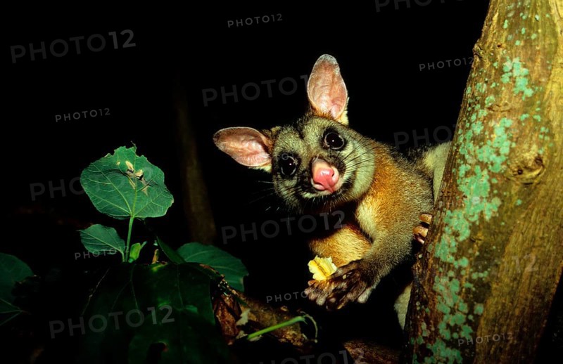 Common common brushtail possum
